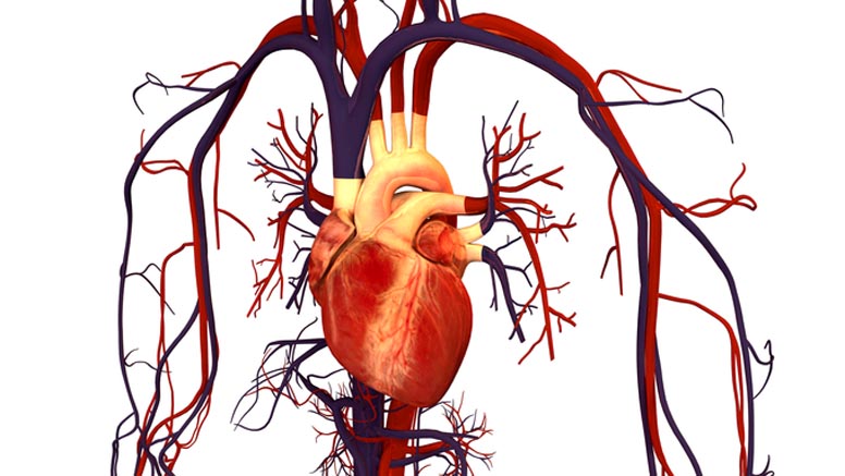 cardiovascular redox