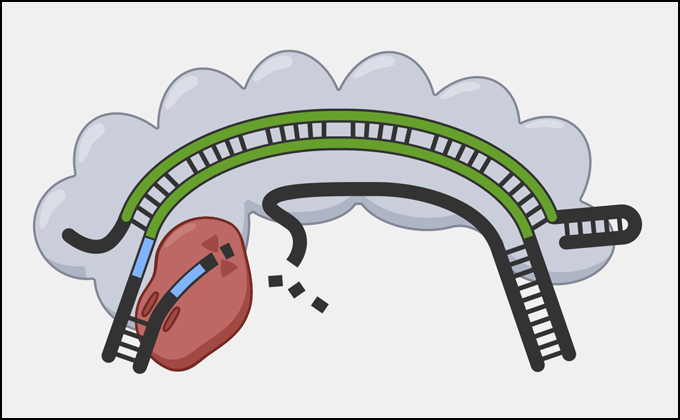 A Cascade complex bound to target DNA being cleaved by Cas3 