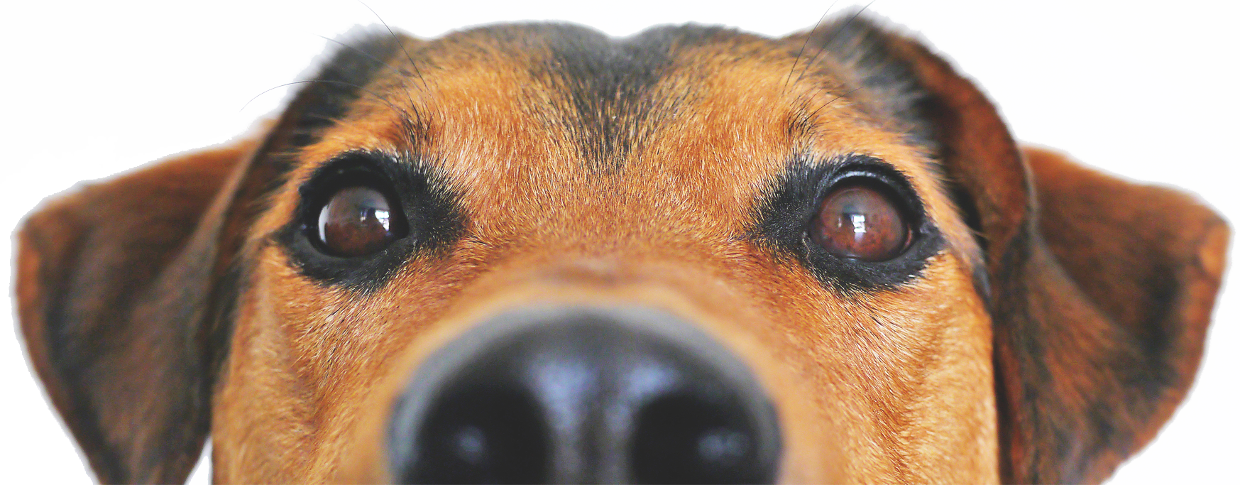 brown dog with cloesup of eyes and nose 