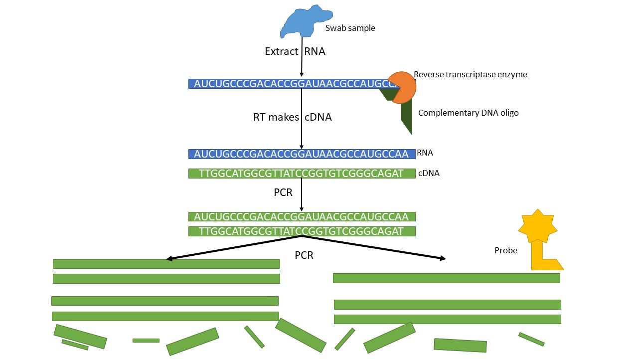 RT PCR figure