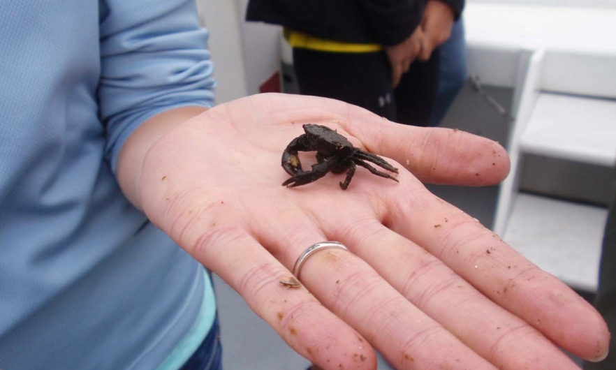 person on a boat holding a baby crab