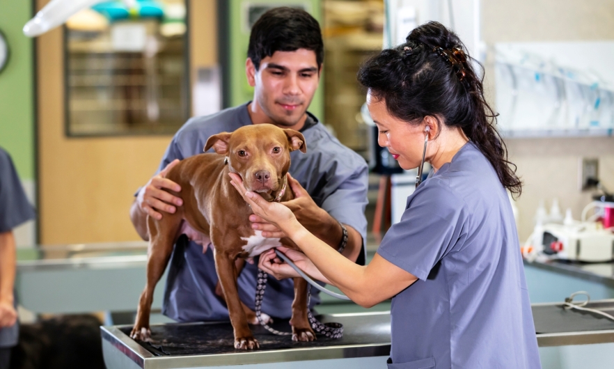 Veterinarian listens to dog's chest with stethoscope while another vet holds the dog on the exam table