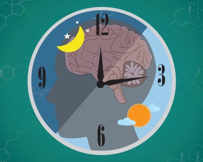 Circadian rhythm