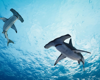 view from below of hammerhead sharks swimming