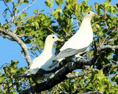 Two white birds sitting on a branch