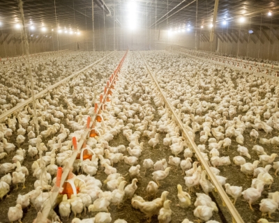 Hundreds of young chickens inside a poultry house under bright flood lights