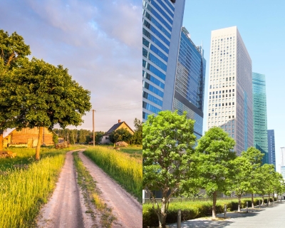 A photo of a tree among a field of grass and shirt road next to a photo of a line of trees by a paved road and skyscrapers