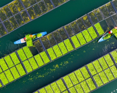 Aerial view of workers growing water spinach on ecological floating beds at Chun&#039;an County in Hangzhou, Zhejiang Province of China.