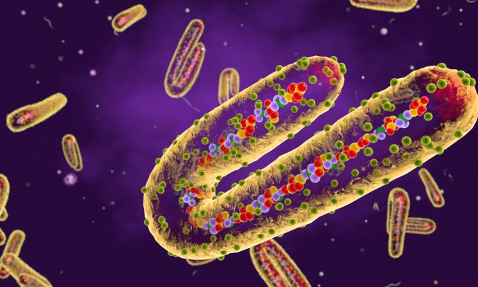 illustration of microscopic view of marburg virus