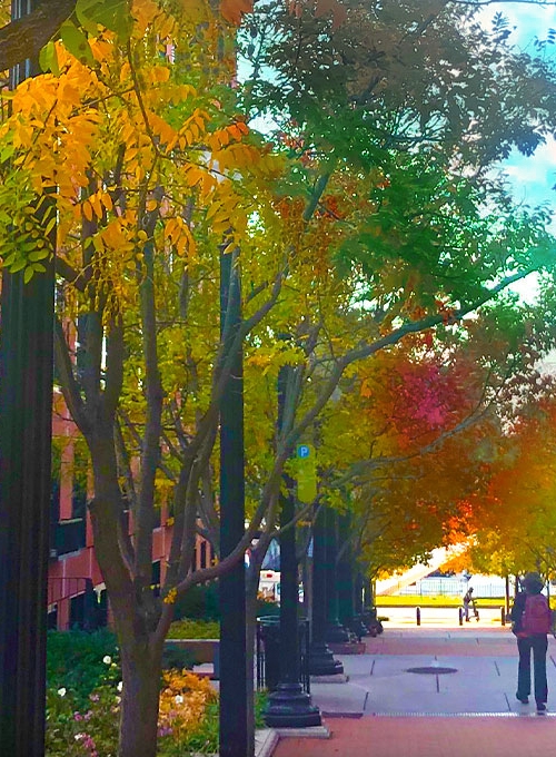 Colorful leaves in Baltimore