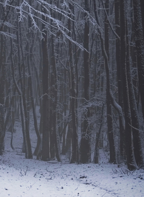 dark forest in winter By andreiuc88