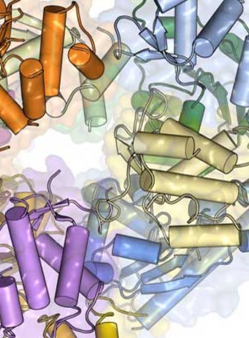 A colorful protein structure: a tube and wires model overlaid with a faint translucent space filling model.