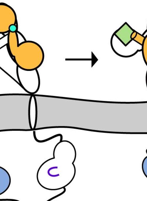 Cartoon style model of IGF1R activity sequence