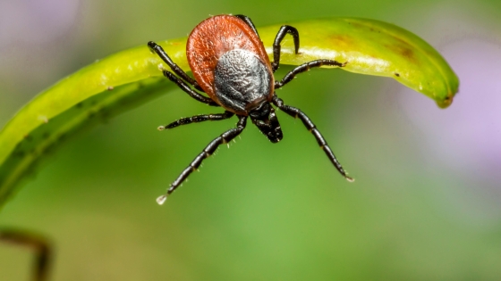 tick on a blade of grass