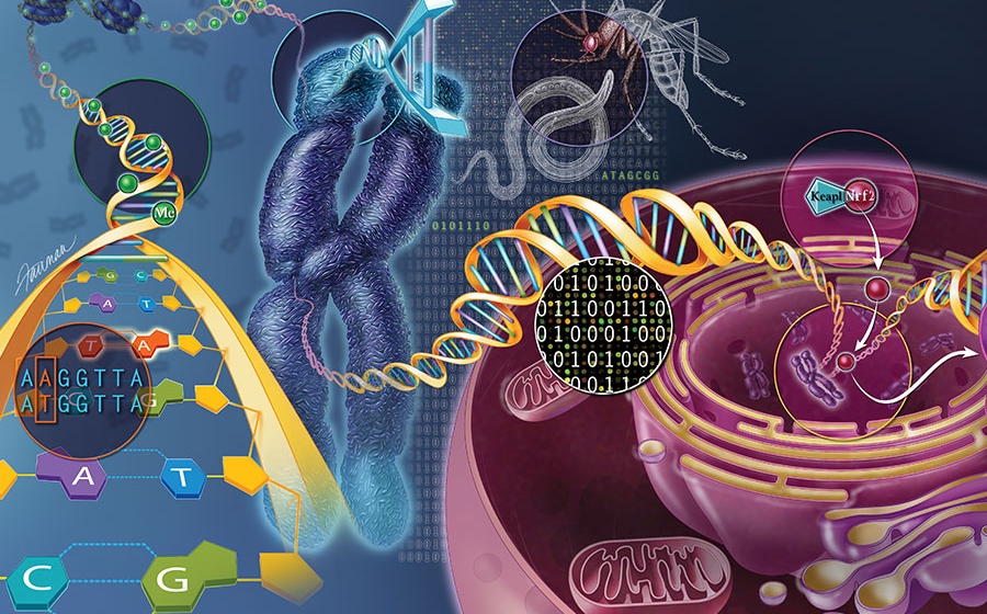 illustration of the genetic journey