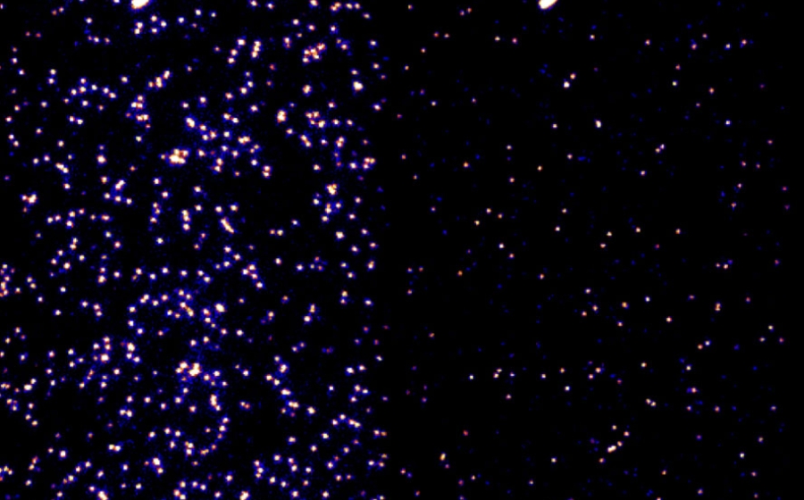 microscopy image of blue and orange spots on black background - left side: dots are mostly bright and colocalized; right: dots scattered and dimmer