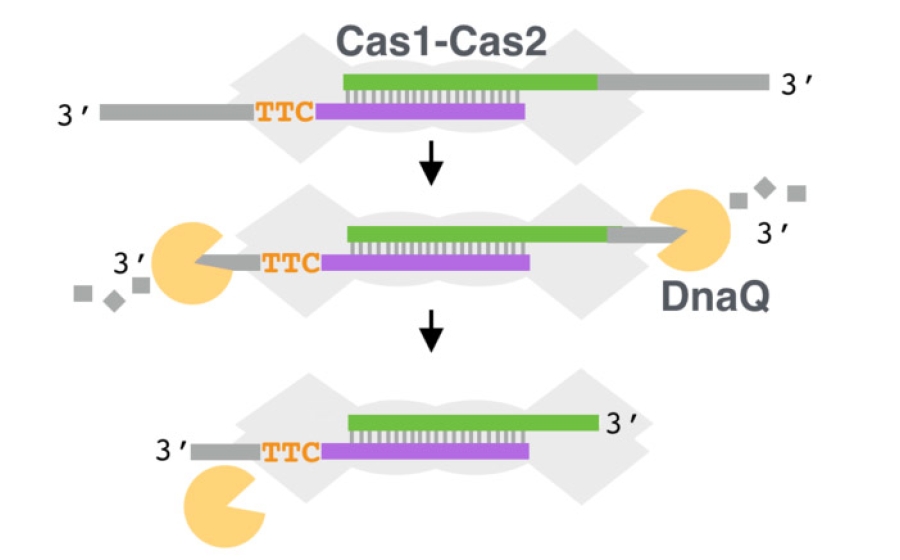 Cartoon model of DnaQ cleavage of protospacer: Begins with Cas1-Cas2 bound to a protospacer that has a “TTC” PAM on the bottom strand, and 3’ overhangs on both strands. Next: DnaQ begins cleaving the 3’ overhangs of both strands. Last: DnaQ drops off, top strand overhang is removed, but on bottom strand some overhang remains next to the PAM.