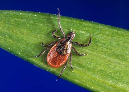 photograph depicts a dorsal view of a female black-legged tick, Ixodes scapularis, which is often found on a wide range of hosts, including mammals, birds, and reptiles. I. scapularis is known to transmit Borrelia burgdorferi bacteria, to humans and animals during feeding, which is the organism responsible for causing Lyme disease.