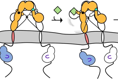 Cartoon style model of IGF1R activity sequence