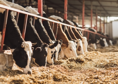 Cows feeding on farm. 