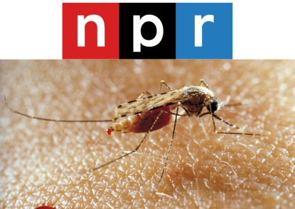 a mosquito on human skin with a small drop of blood near it.